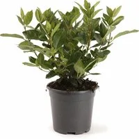 Pflanzen für Dich Gehölze Viburnum tinus, 1 St., Lorbeer-Schneeball, Immergrüner Schneeball