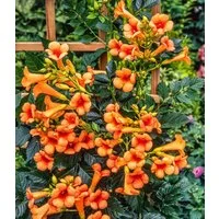 BALDUR Garten Kletterpflanze Amerikanische Klettertrompete Campsis, 1 St., Jasmin-trompete, winterhart, mehrjährig, pflegeleicht
