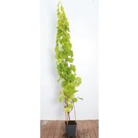 Pflanzen für Dich Obstpflanze Vitis vinifera Lakemont, 1 St., Lakemont-Traube, Weinrebe, kernlos, süß