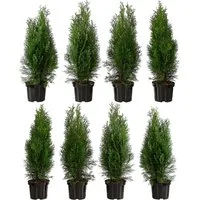 Dehner Hecken Lebensbaum Smaragd, Thuja-Hecke, 8 x ca. 60-70 cm, immergrüne Zypresse als Sichtschutz-Hecke