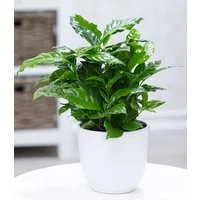 BALDUR Garten Zimmerpflanze Coffea arabica, 1 St., Kaffeekirschen, duftend, pflegeleicht