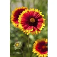Pflanzen für Dich Staude Gaillardia grand. Arizona Sun, 1 St., Kokardenblume