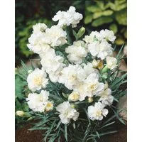 Pflanzen für Dich Staude Dianthus plum. Albus Plenus, 1 St., Federnelke, Pfingstnelke
