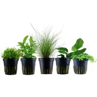 Aquaone Wasserpflanze Pflanzen Set mit 5 einfachen kleinen Wasserpflanzen Nr.107
