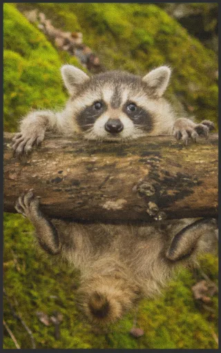 Fussmatte Waschbär 7079 | Größe: 60 cm x 90 cm