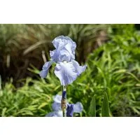 Pflanzen für Dich Staude Iris barb. Jane Philipps, 1 St., Bart-Iris, Schwertlilie