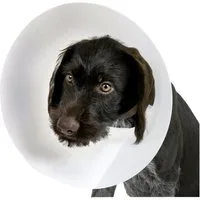 Kerbl Schutzkragen Hunde-Halskrause 10,00 cm