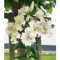 BALDUR Garten Blumenzwiebeln Tree-Lily® 'Pretty Woman', Liliengewächse,duftend,winterhart, mehrjährig, pflegeleicht