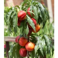 BALDUR Garten Obstpflanze Säulen-Nektarine 'Licecol®', 1 St., Widerstandsfähig, winterhart, mehrjährig, pflegeleicht