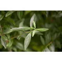 Pflanzen für Dich Gehölze Ligustrum vulgare, 1 St., Gewöhnlicher Liguster, Rainweide, Beinholz, Tintenbeerstrauch