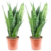 Flowerbox Zimmerpflanze Bogenhanf - Sansevieria trifasciata Black Coral, 2er-Set, pflegeleicht - Höhe ca. 35 cm, Topf-Ø 12 cm