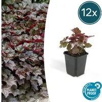 Exotenherz Beetpflanze Bodendecker Purpurglöckchen Heuchera mic. Palace Purple 12 Pflanzen