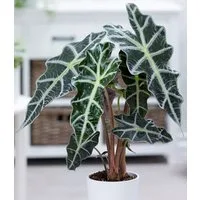 BALDUR Garten Zimmerpflanze Alocasia Polly, 1 St., Aronstabgewächs, pflegeleicht