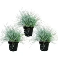 Exotenherz Beetpflanze Blauschwingel-Gras - Festuca glauca - 9cm Topf