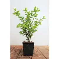 Pflanzen für Dich Gehölze Ligustrum oval. Aureum, 1 St., Goldliguster, Ovalblättriger Liguster