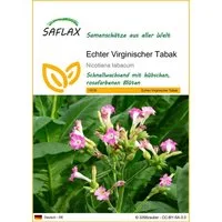 SAFLAX Blumensamen SAFLAX - Samen - Echter Virginischer Tabak