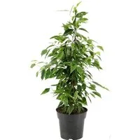 meinvipshop Zimmerpflanze Zimmerpflanze Ficus benjamina 70 cm XXL