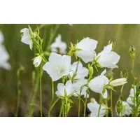 Pflanzen für Dich Staude Campanula pers. Grandiflora Alba, 1 St., Pfirsichblättrige Glockenblume