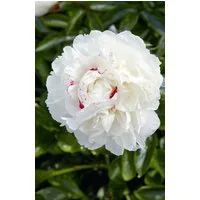 Pflanzen für Dich Staude Paeonia lact. Avalanche, 1 St., Edel-Pfingstrose, Chinesische Pfingstrose