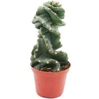Exotenherz Kaktus Cereus jamacaru "Spiralis" - Spiralkaktus - im 11cm Topf