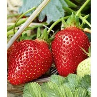 BALDUR Garten Obstpflanze Immertragende Erdbeere 'Albion', 3 St., Rote erdbeeren,duftend, robust