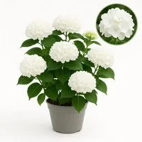 Exotenherz Beetpflanze Hortensia - Hydrangea Forever & Ever Weiß - 7-12 Blühten - 23cm Topf