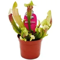 Exotenherz Zimmerpflanze Schlauchpflanze - Sarracenia "Eva" Fleischfressende Pflanze 9cm Topf