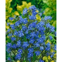 Pflanzen für Dich Staude Anchusa azurea Dropmore, 1 St., Große Ochsenzunge, Italienische Ochsenzunge