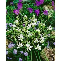 Pflanzen für Dich Staude Ornithogalum umbellatum, 1 St., Dolden-Milchstern, Stern von Bethlehem, Gärtnerschreck