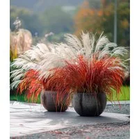 BALDUR Garten Gräser Miscanthus 'Lady in Red®', 1 St., Schnittblume, winterhart, mehrjährig, pflegeleicht