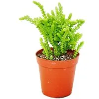 Exotenherz Kaktus Sukkulente - Crassula lycopodioides - Mäuseschwanz - im 5,5cm Topf