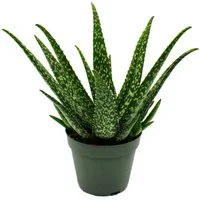 Exotenherz Sukkulente Aloe MEDIVERA - Neue Aloe vera Züchtung - 14cm Topf - ca. 30cm hoch