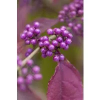 Pflanzen für Dich Gehölze Callicarpa bodinieri Profusion, 1 St., Schönfrucht, Liebesperlenstrauch