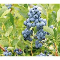Dehner Obstpflanze Heidelbeere Blaubeere Goldtraube, Vaccinium corymbosum, buschig wachsender Beerenstrauch mit süß-aromatischen Früchten