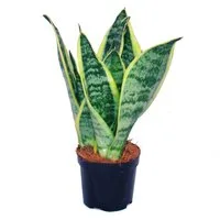Exotenherz Zimmerpflanze Sansevieria trifasciata - gelb-grüner Bogenhanf - 9cm Topf