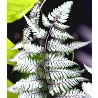 BALDUR Garten Staude Schmuck-Farn 'Silver Falls®', 1 St., Schmuckfarne, winterhart, mehrjährig, pflegeleicht