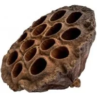 NaDeco Bastelnaturmaterial Lotos Kolben Groß in Natur, Größe ca. 8-10 cm Nelumbo nucifera