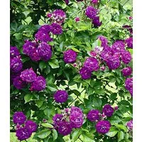 BALDUR Garten Rose Rambler-Rose 'Bleu Magenta', 1 St., Gefüllt-blühend, gefüllte Blüten, winterhart, mehrjährig