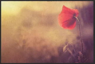 Fussmatte Mohn 6372 | Größe: 60 cm x 45 cm