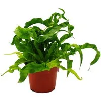 Exotenherz Zimmerpflanze Asplenium Farn-Sorten fürs Zimmer Nestfarn 12cm Topf ca. 25cm hoch