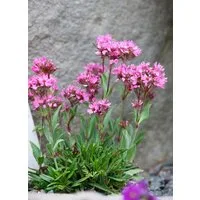 Pflanzen für Dich Staude Lychnis alpina, 1 St., Alpen-Lichtnelke