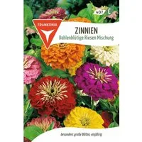 FRANKONIA Blumensamen Zinnie, Dahlienblütige Riesen Mischung Saatgut Zinnien-Samen Samen, Zinnia elegans
