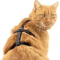 Beroni Sicherheitsgeschirr Katzengeschirr Beroni Safety Harness Pro ausbruchsicher, auch für Hunde, nicht über Kopf, reflektierend Katzengeschirr