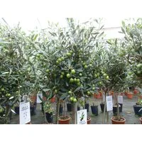 gruenwaren jakubik Olivenbaum Olivenbaum Stamm Olive 80 - 100 cm hoch, beste Qualität, Olea Europaea