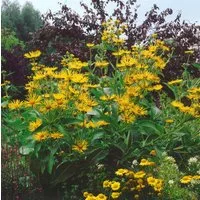 Pflanzen für Dich Staude Inula helenium, 1 St., Alant, Echter Alant, Helenenkraut
