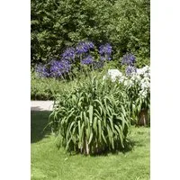 Pflanzen für Dich Staude Agapanthus africanus, 1 St., Afrikanische Schmucklilie, Schmucklilie
