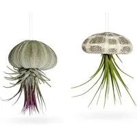meinvipshop Hängedekoration Seeigelgehäuse mit echter Tillandsia 2 er Set (Set, 4 St., 2er Set), 2er Set mit echten, lebenden Pflanzen