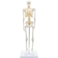 Cranstein Scientific Dekoobjekt Mini Skelett Anatomie Modell 85cm mit Nerven flexible Gelenke auf Sta