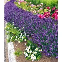 BALDUR Garten Obstpflanze Lavendel 'Blue Jeans', 3 St., Duftlavendelhecken, winterhart, mehrjährig, bienenfreundlich