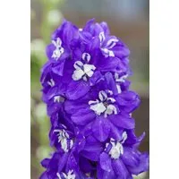 Pflanzen für Dich Staude Delphinium elatum Delphina Dark Blue White Bee, 1 St., Rittersporn